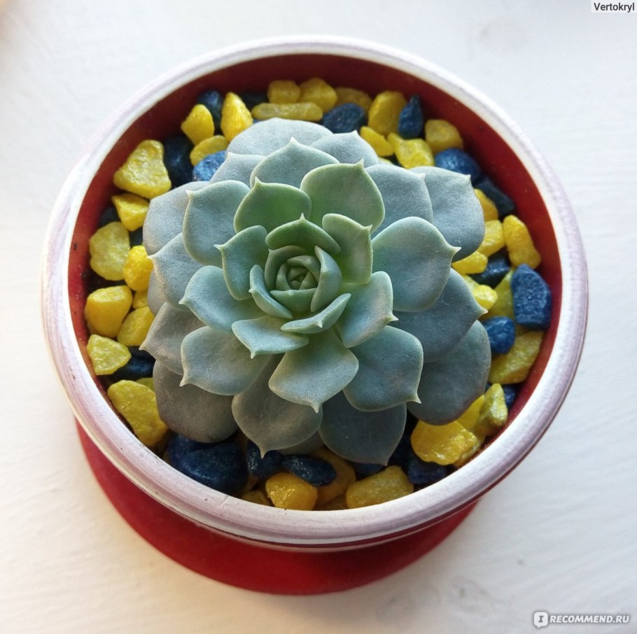 Камушки в горшок с цветами сверху