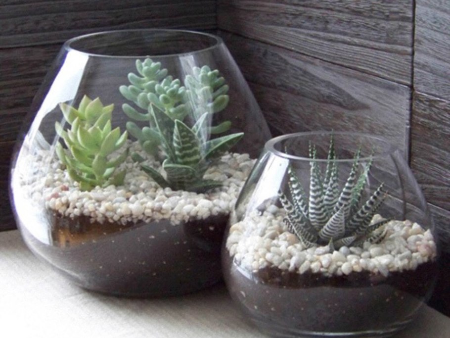 Хавортия флорариум сад
