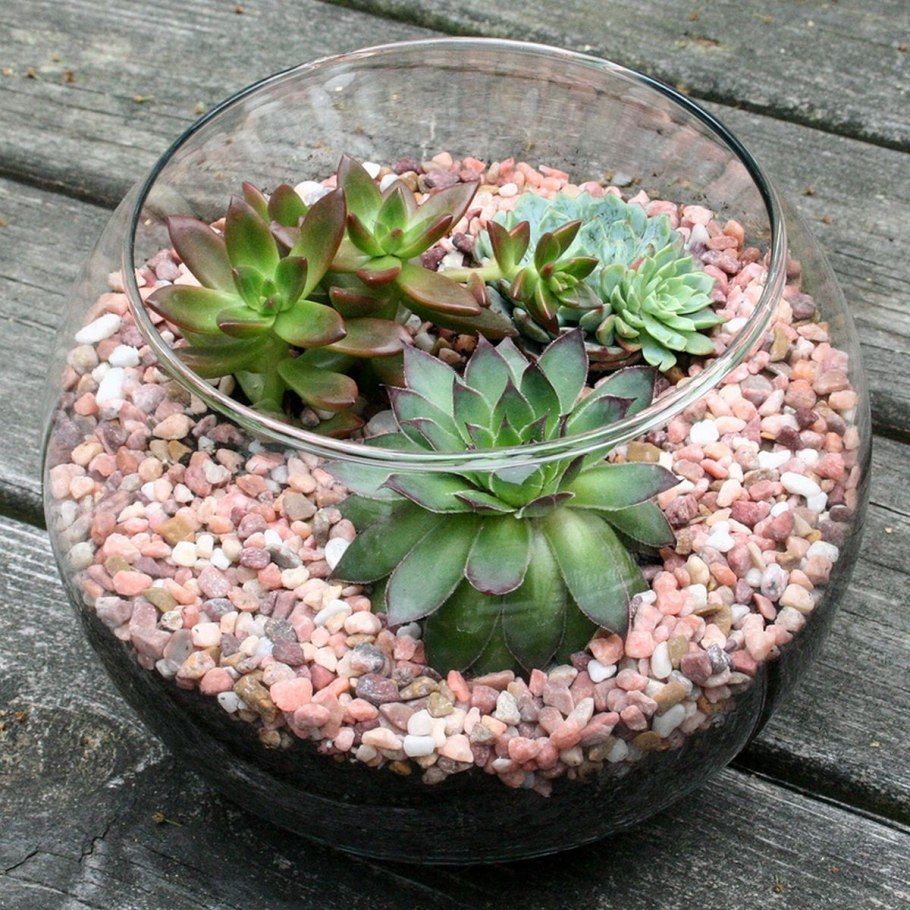 Молодило флорариум