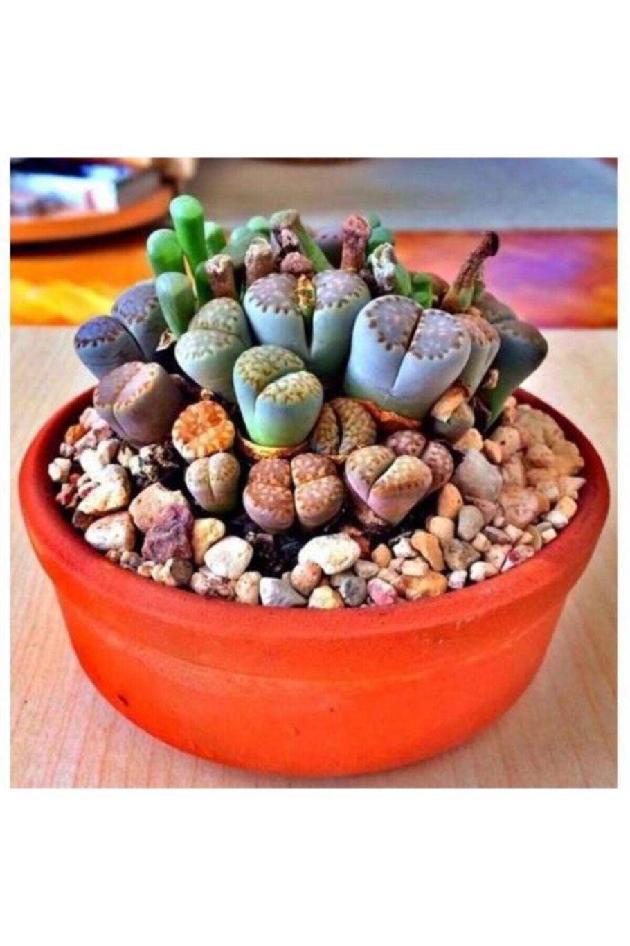 Литопс Джезин