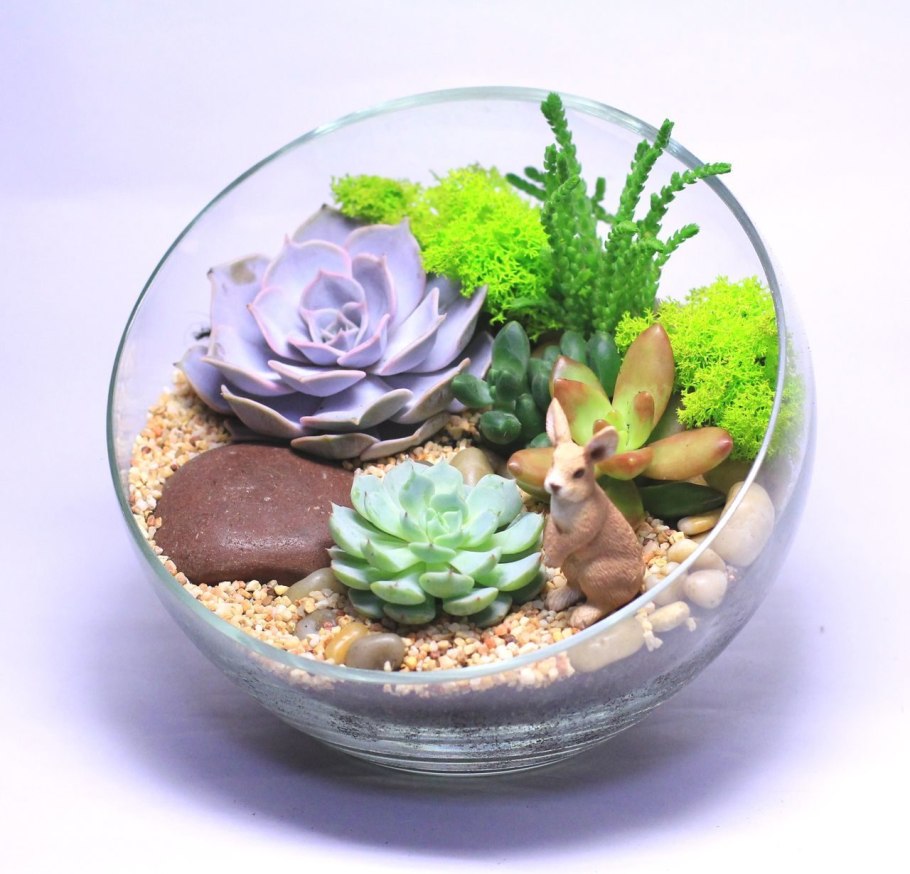 Молодило флорариум