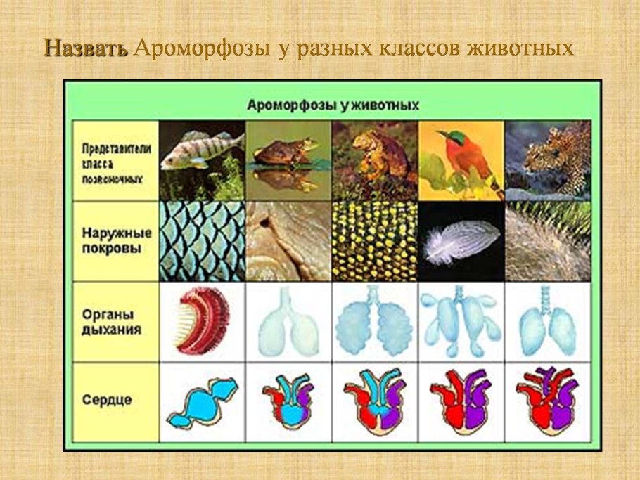 Папоротник рецепты