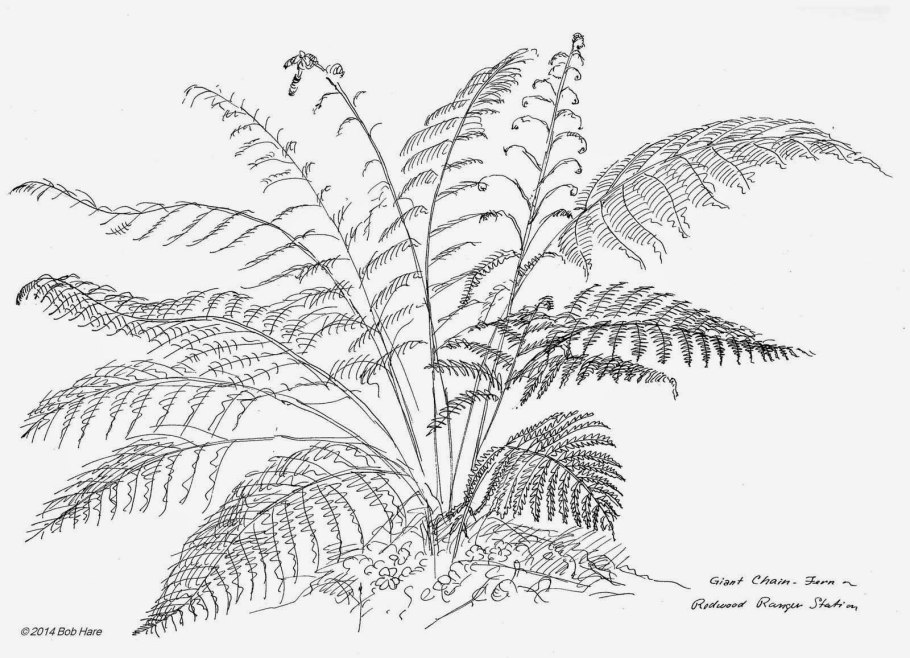 Высшие споровые растения