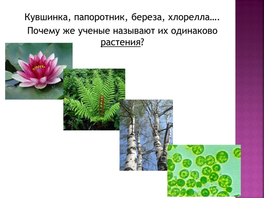 Папоротник рисунок для детей