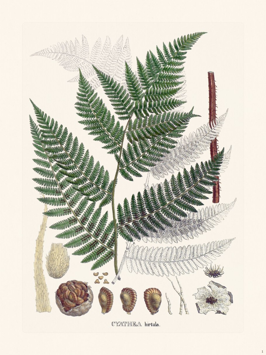 Доисторический папоротник