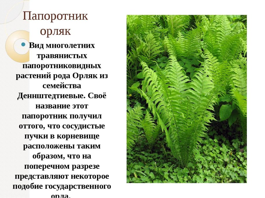 Царство растения отдел Папоротниковидные