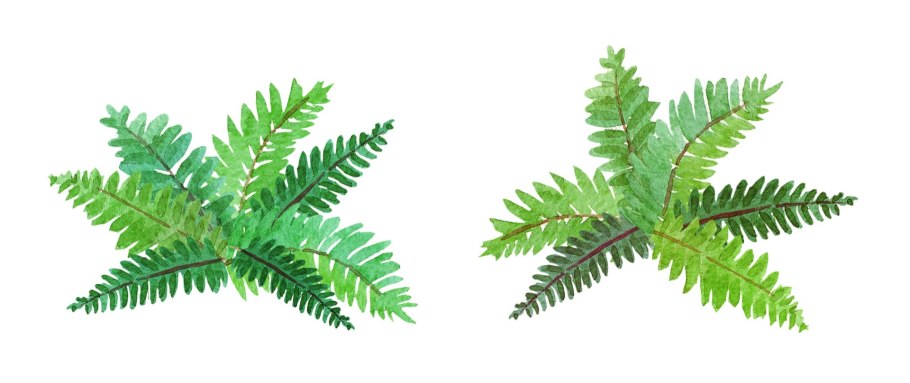 Жизненный цикл папоротника