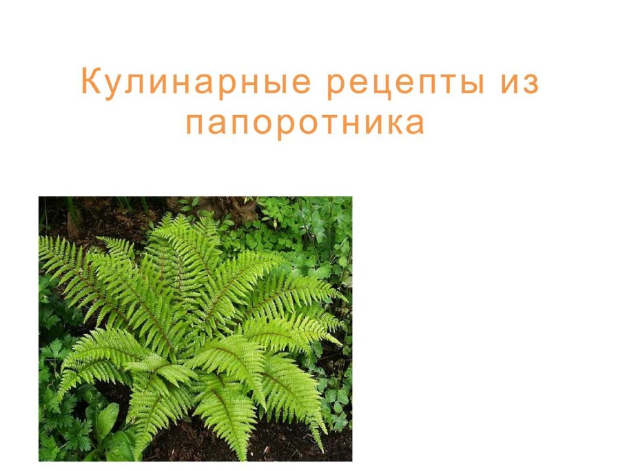 Растение и животные которые называются одинаково