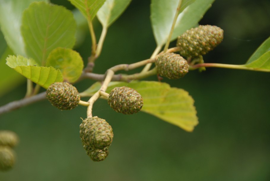 Alnus glutinosa