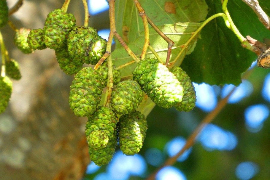 Ольха черная (Alnus glutinosa)