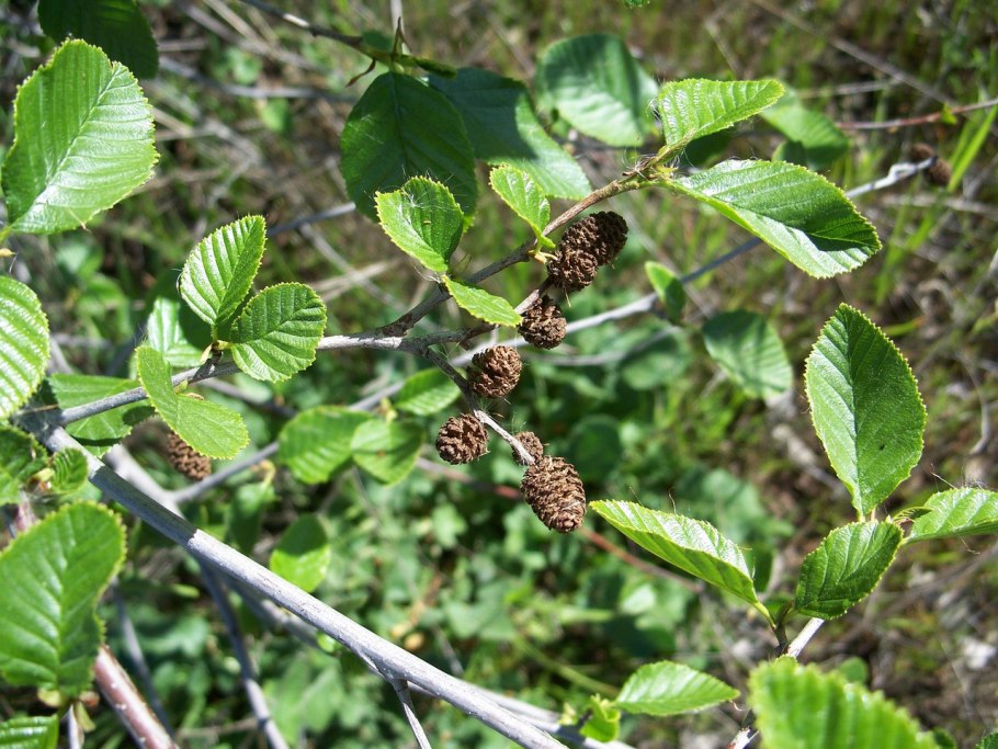Alnus incana Aureomarginata