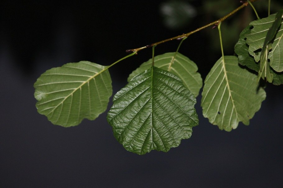 Alnus nepalensis