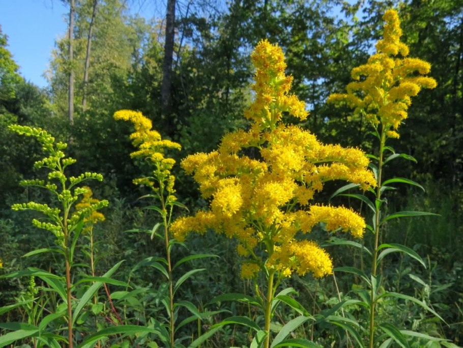 Золотарник Лапландский