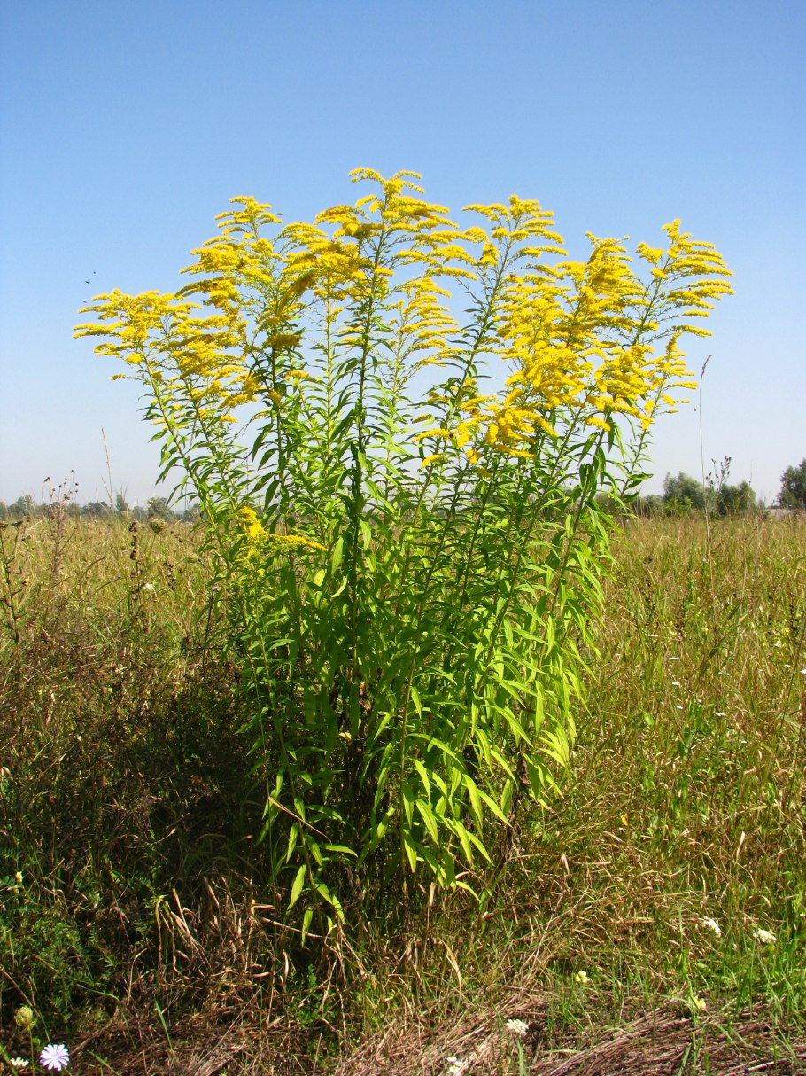 Золотарник Solidago "Sweety"