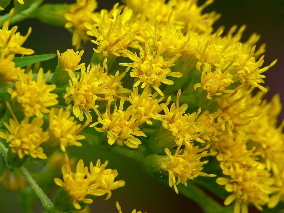 Золотарник медонос