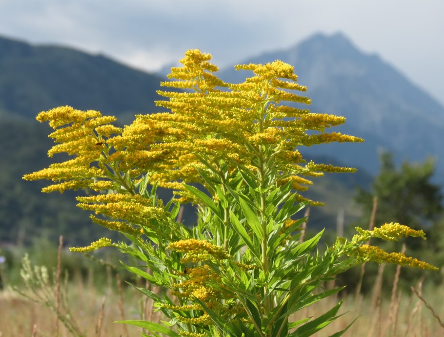 Золотарник обыкновенный Ботанический рисунок
