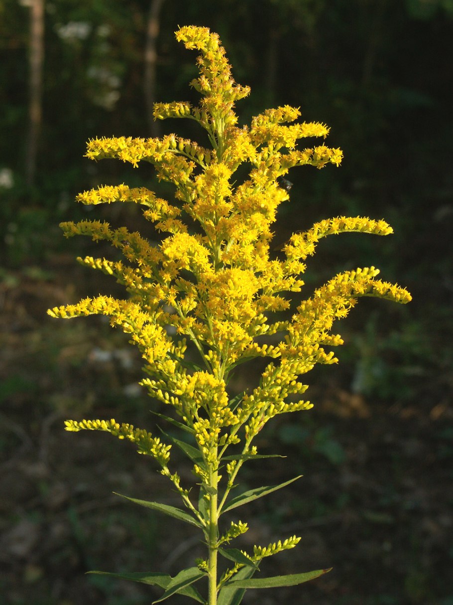 Золотарник рисунок