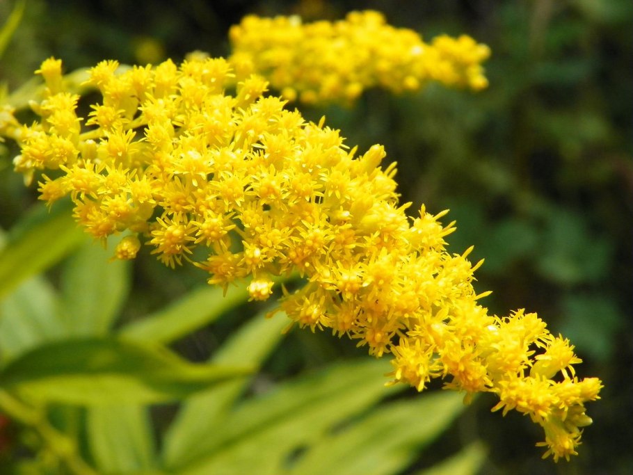 Золотарник (Solidago) Goldkind
