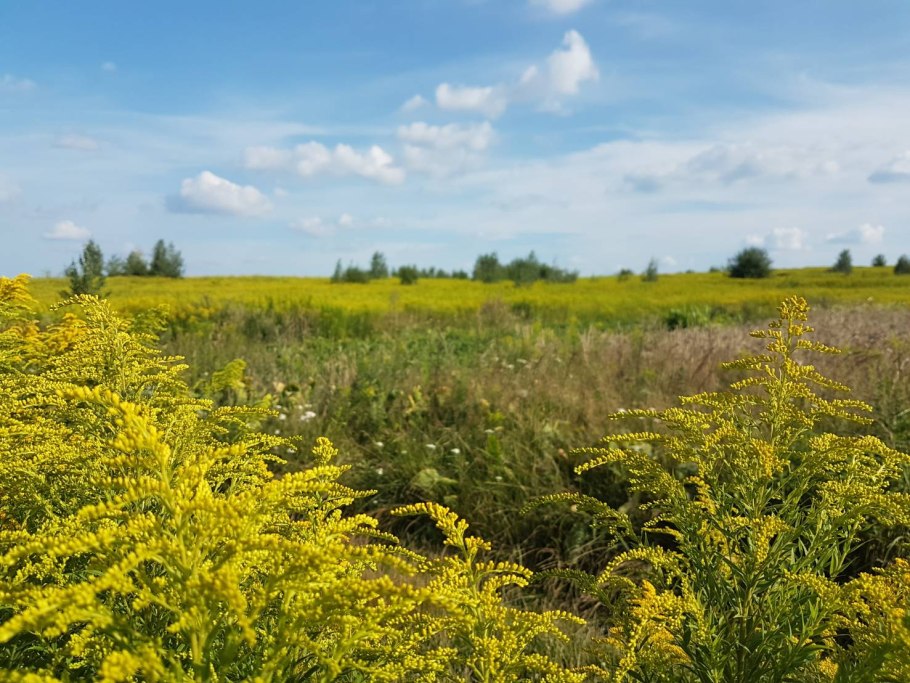 Солидаго канадский (Solidago canadensis &#96;Cloth of Gold&#96;)