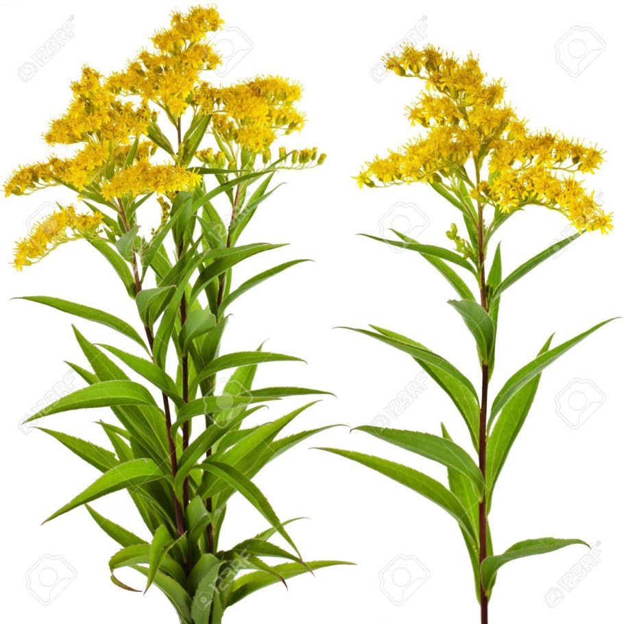 Solidago buckleyi