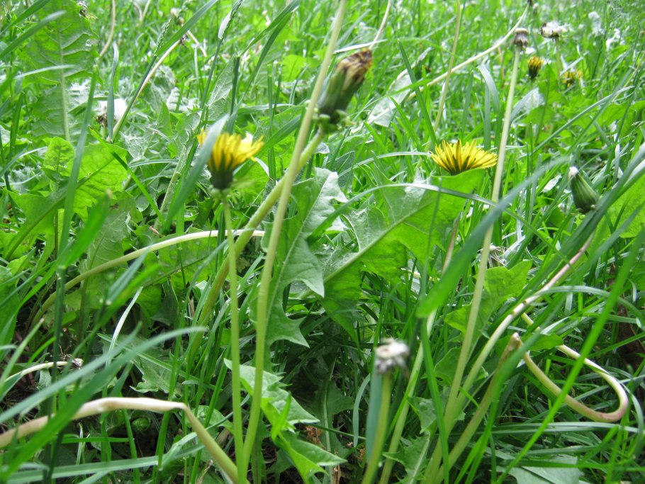 Кормовые культуры в сельском хозяйстве