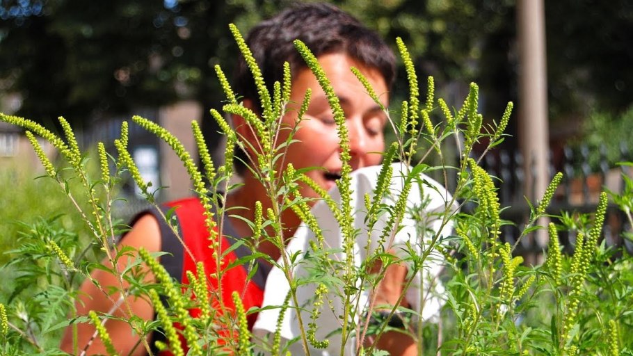 Культурные растения презентация