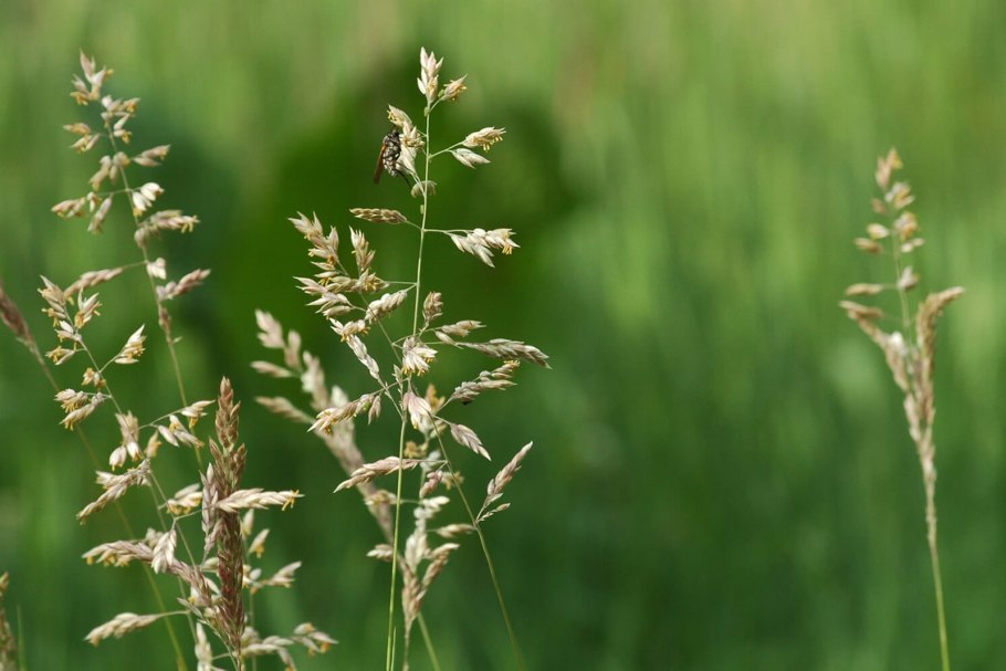 Кукуруза растет на поле капуста