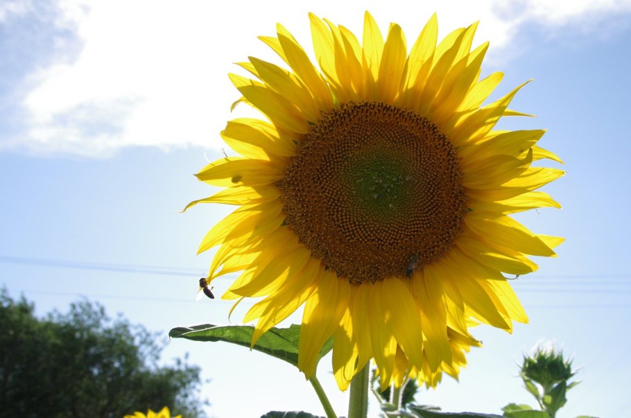 Сельскохозяйственные растения Краснодарского края