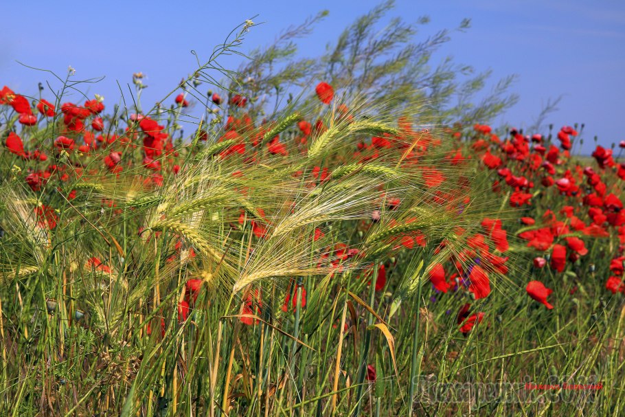 Культурные и сорные растения