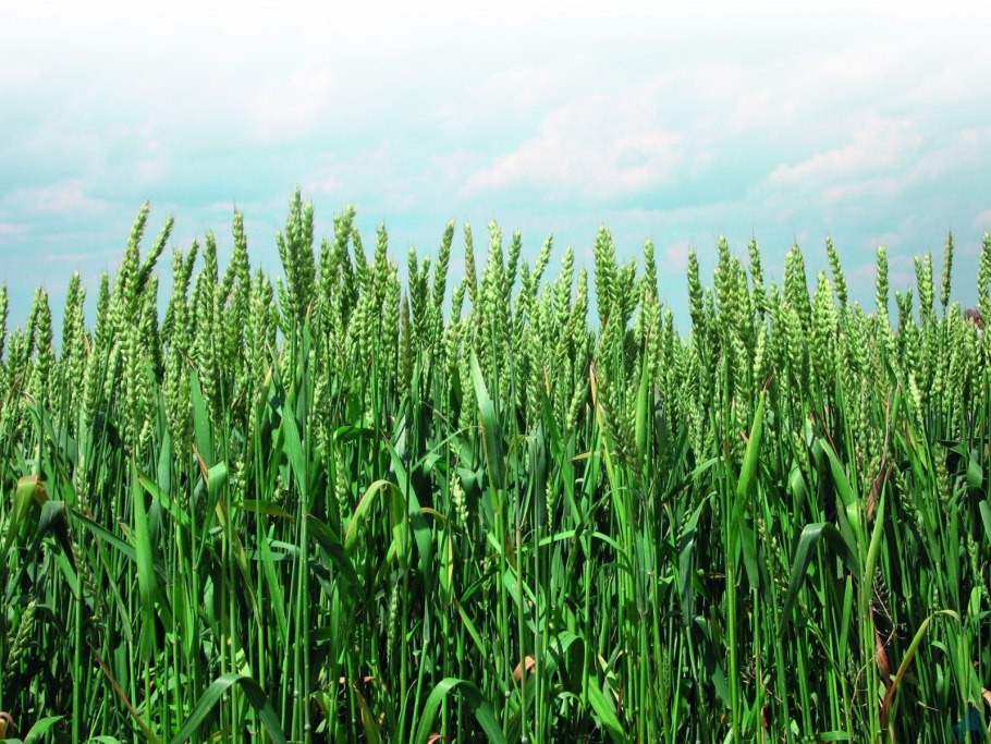 Культурные растения