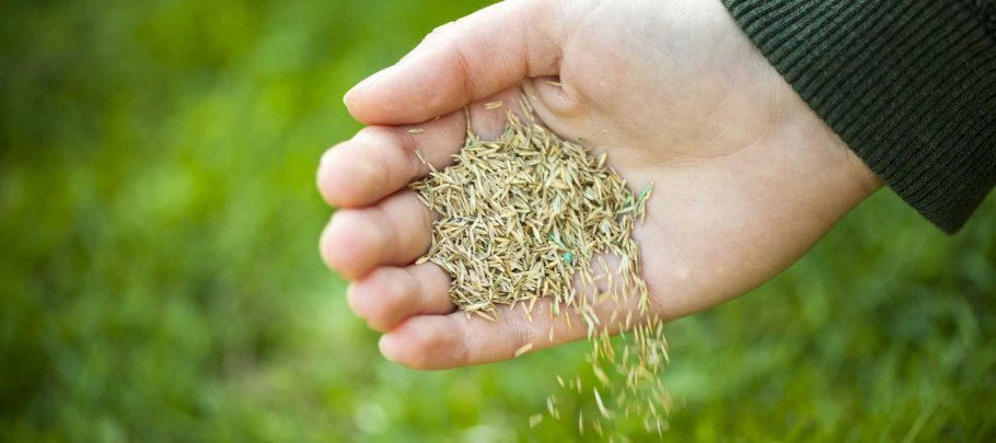 Макросъемка зерна