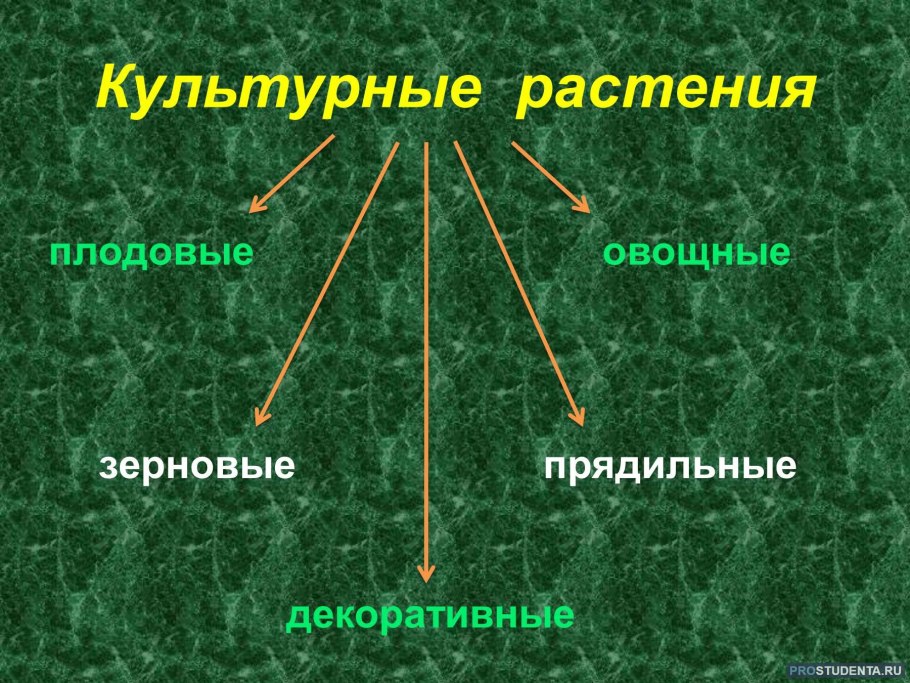 Эфемеры сорняки