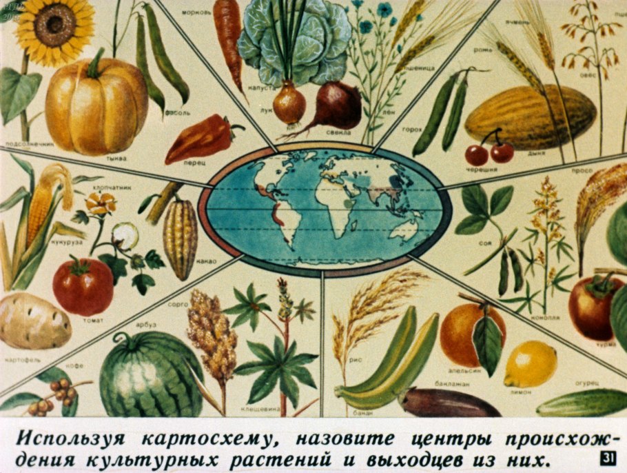 Поле кукурузы 3 листка