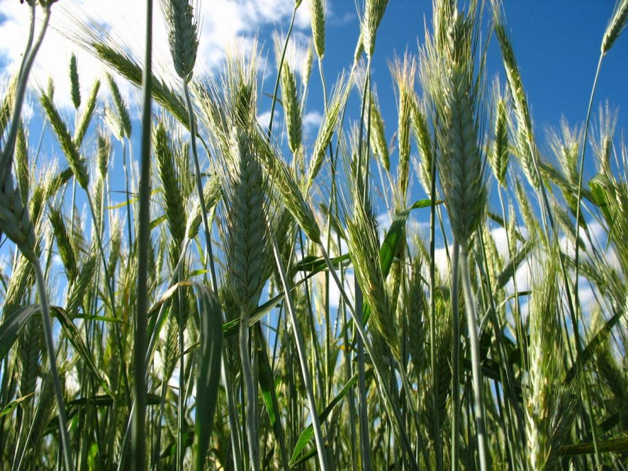 Осот полевой сорняк полей