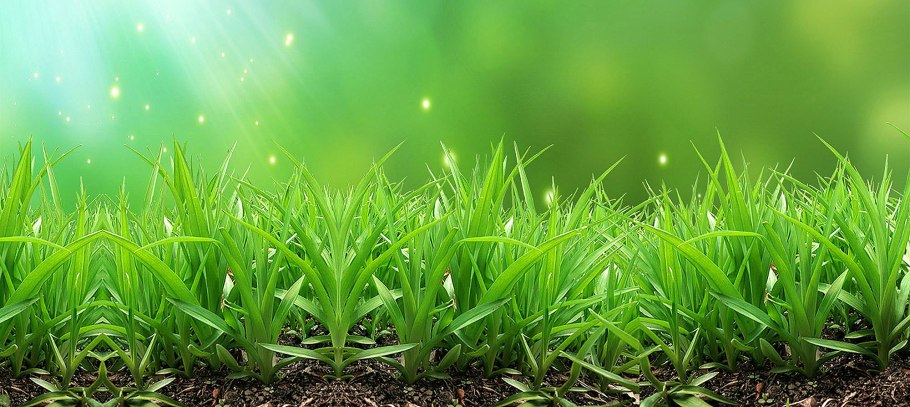 Трава на улице название и фото