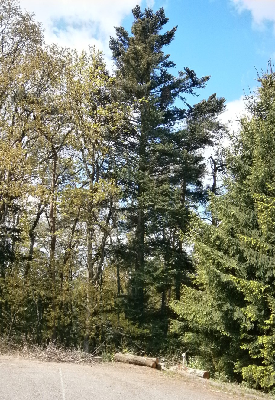 Пихта вича кора