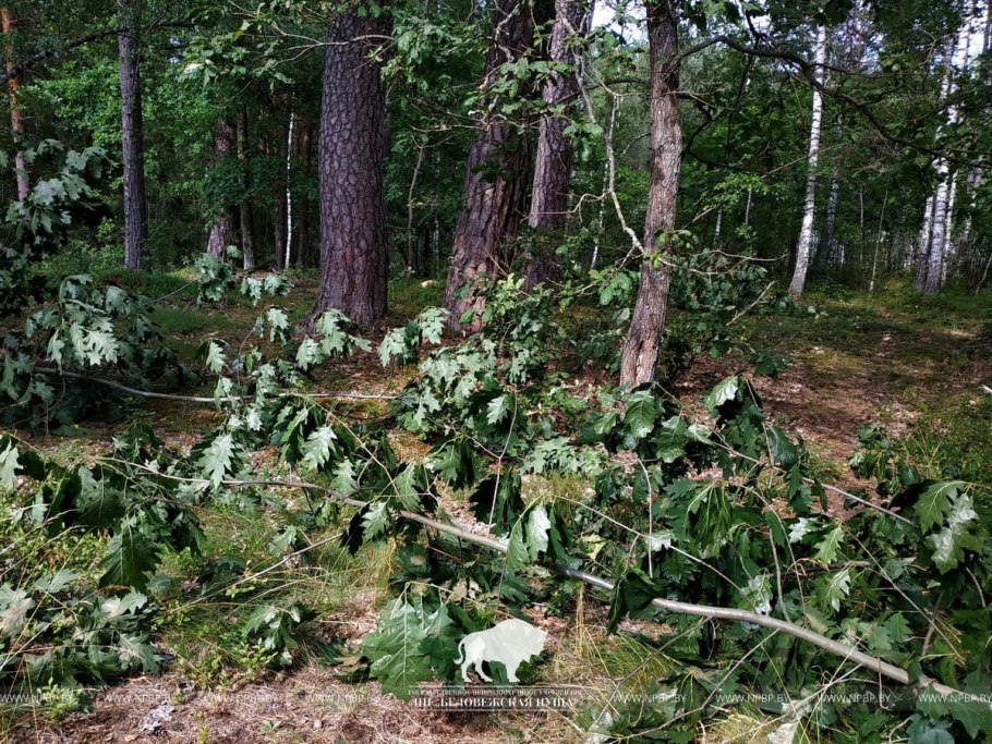 Пихта белая европейская (гребенчатая) - Abies Alba