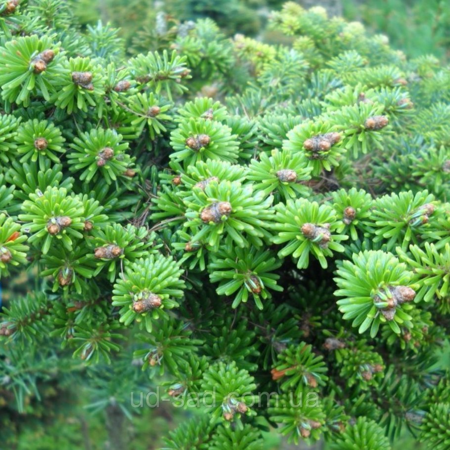 Пихты Энигма