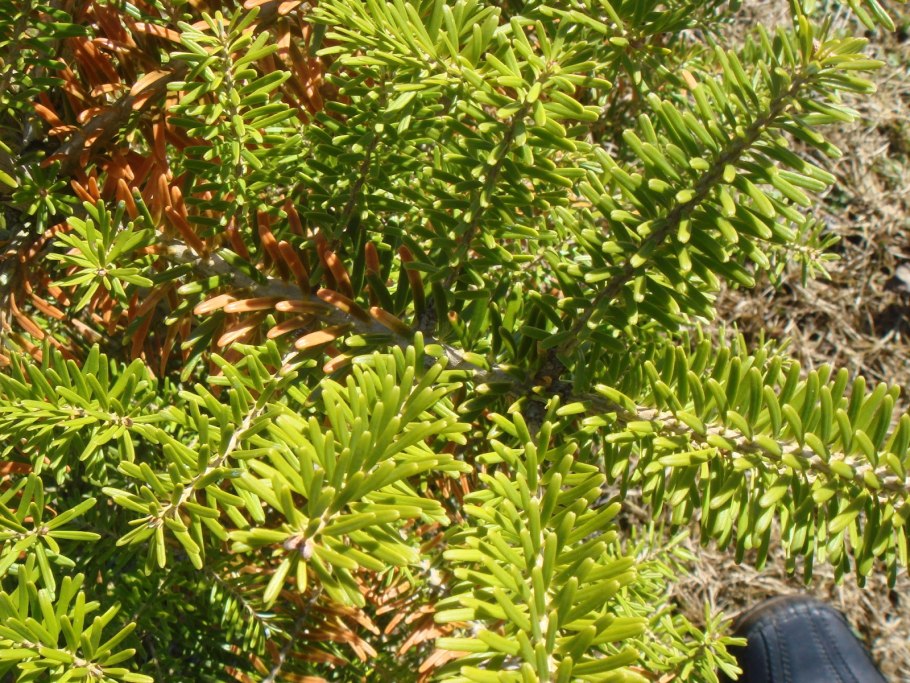 Пихта почкочешуйная