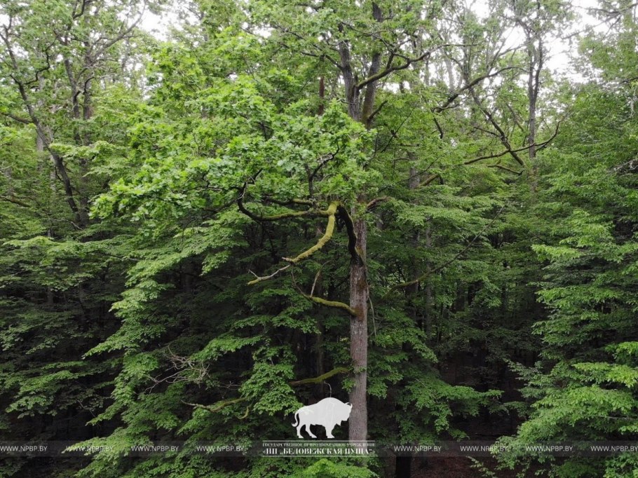 Пихта белая роща Беловежская пуща