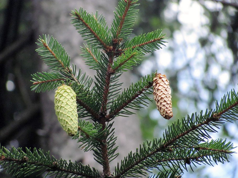 Труднопроходимый лес пуща