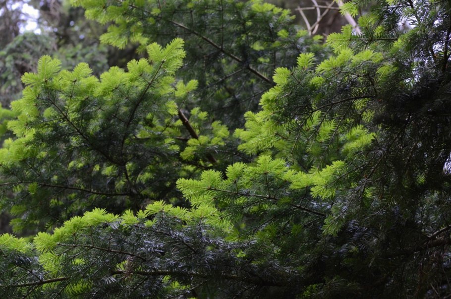 Пихта корейская Silberlocke