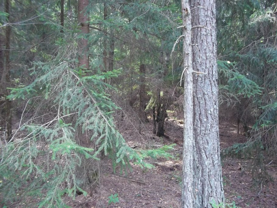 Пихта белая Abies Alba