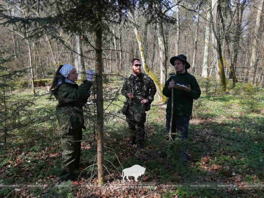 ГПУ «НП «Беловежская пуща»