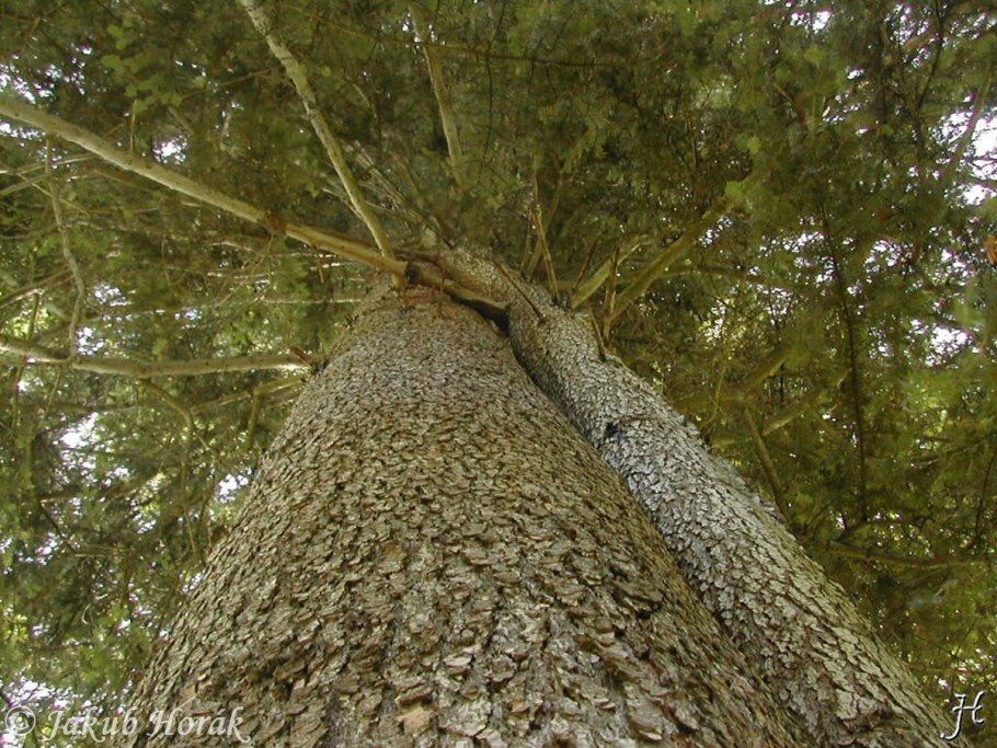 Пихта в парке Гатчинский