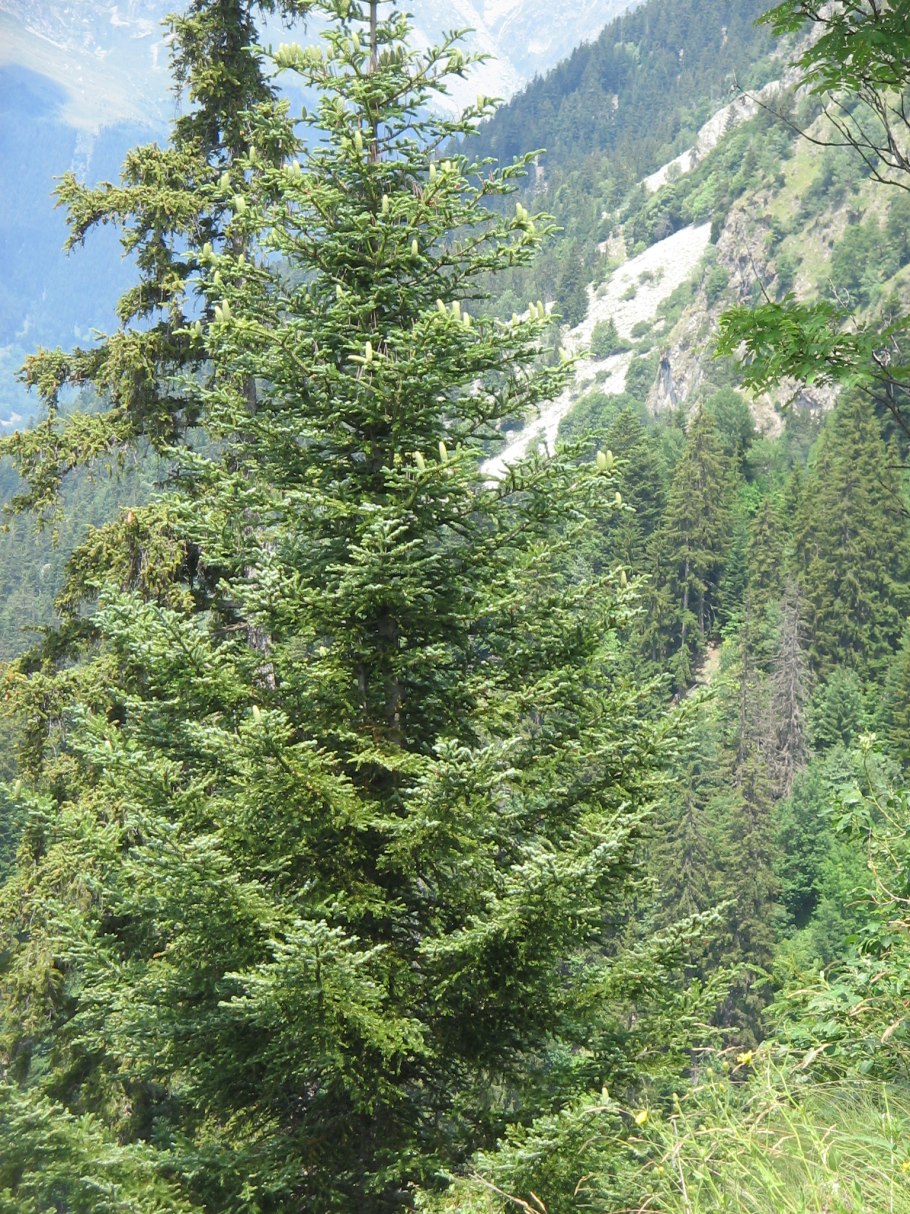 Abies Alba +Habitus