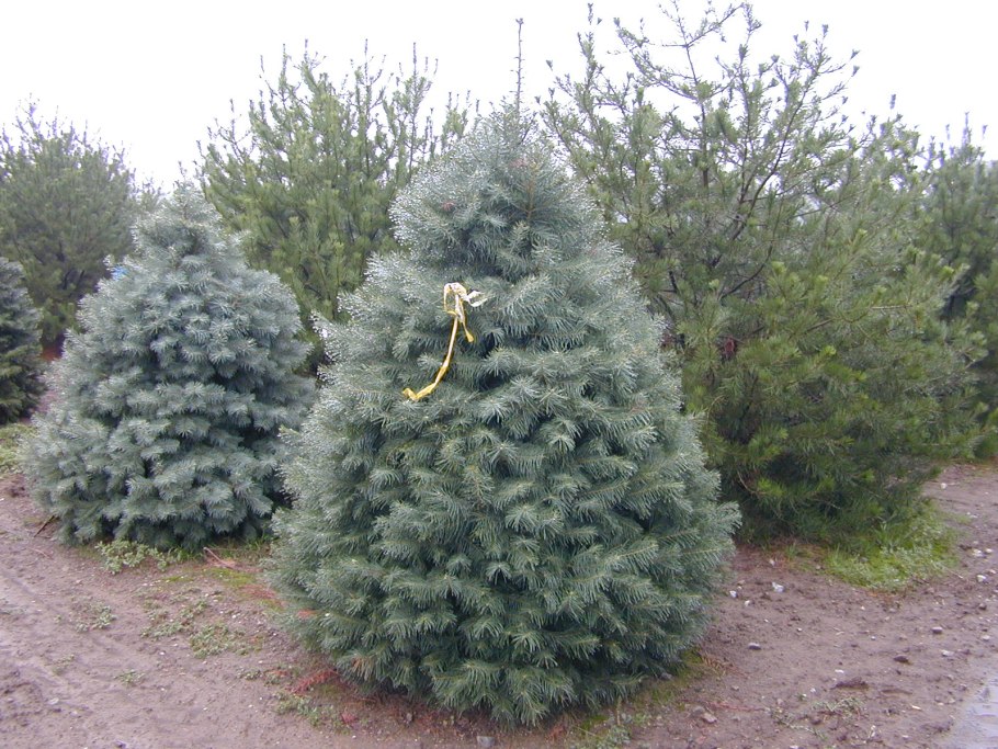 Пихта белокорая Abies Nephrolepis