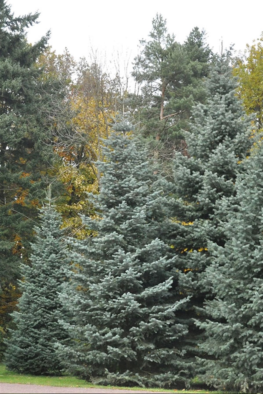 Пихта Виолацеа