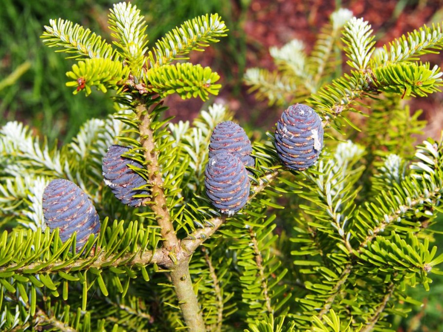 Пихта белая европейская (гребенчатая) - Abies Alba