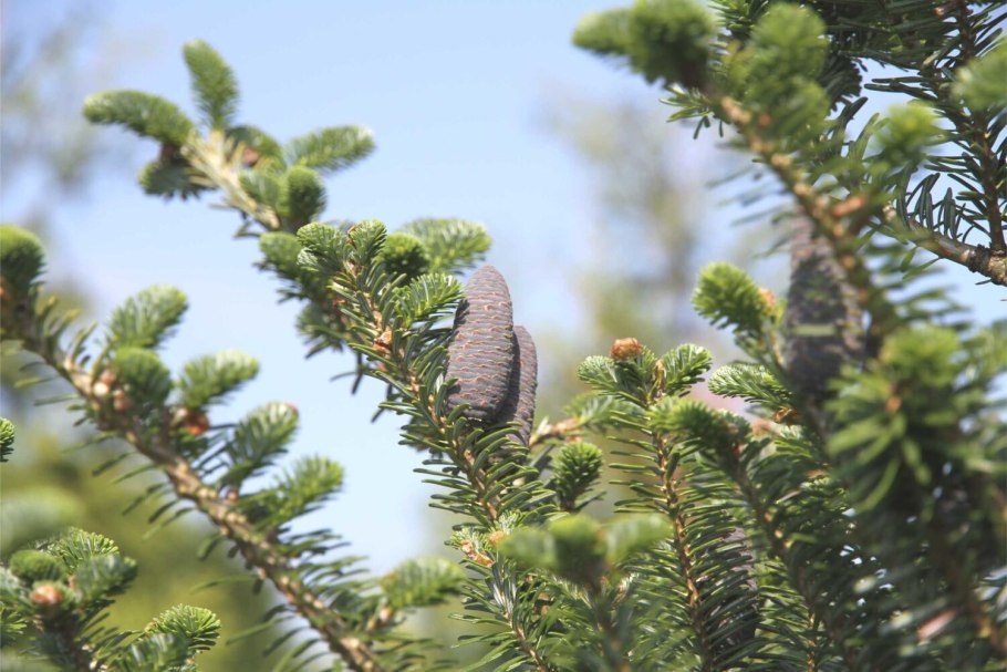 Пихта белая Abies Alba